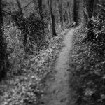 a dark path into the woods