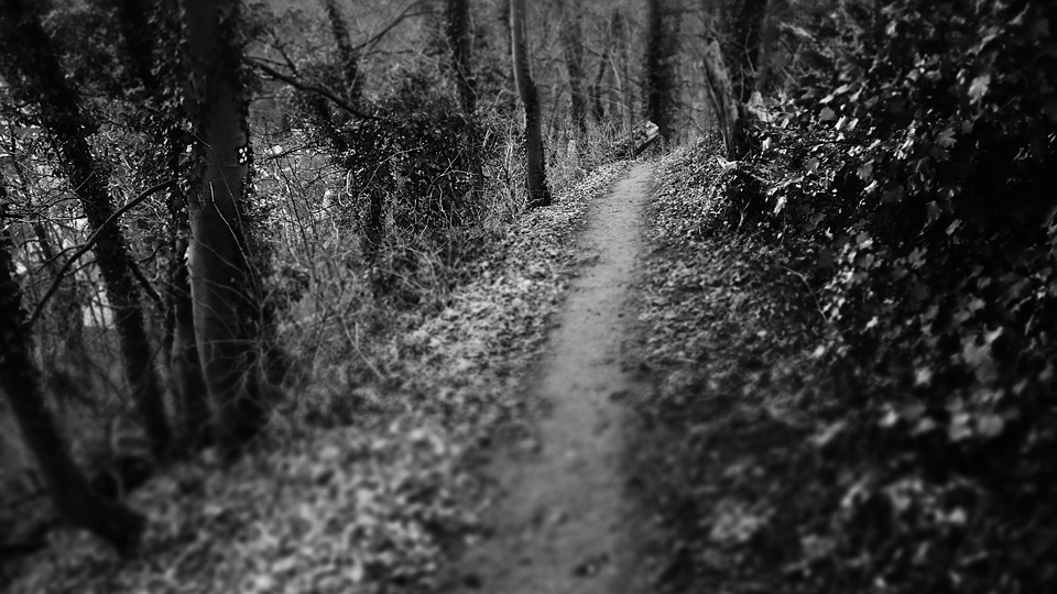 a dark path into the woods