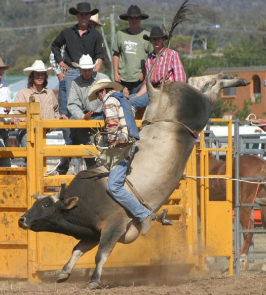 A cowboy riding a bull